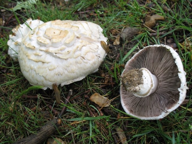 Agaricus sp02
